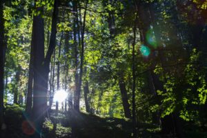 the sun's rays falling through the woods