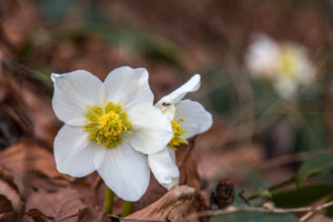 Christmas roses in fall