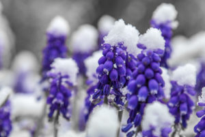 Muscari covered by snow