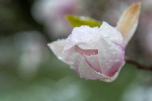 apple blossoms in spring
