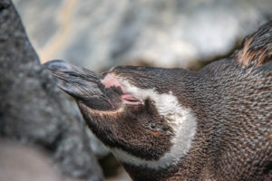 Oceanário de Lisboa