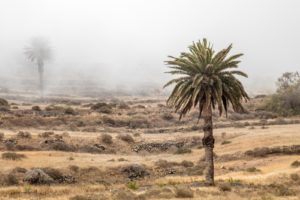 palm tree in the fog palm tree in the fog