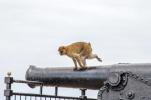 Pirate monkey in Gibraltar