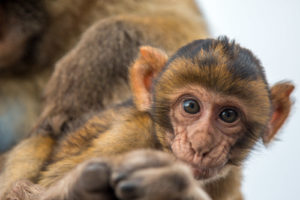 Barbary macaques in Gibraltar